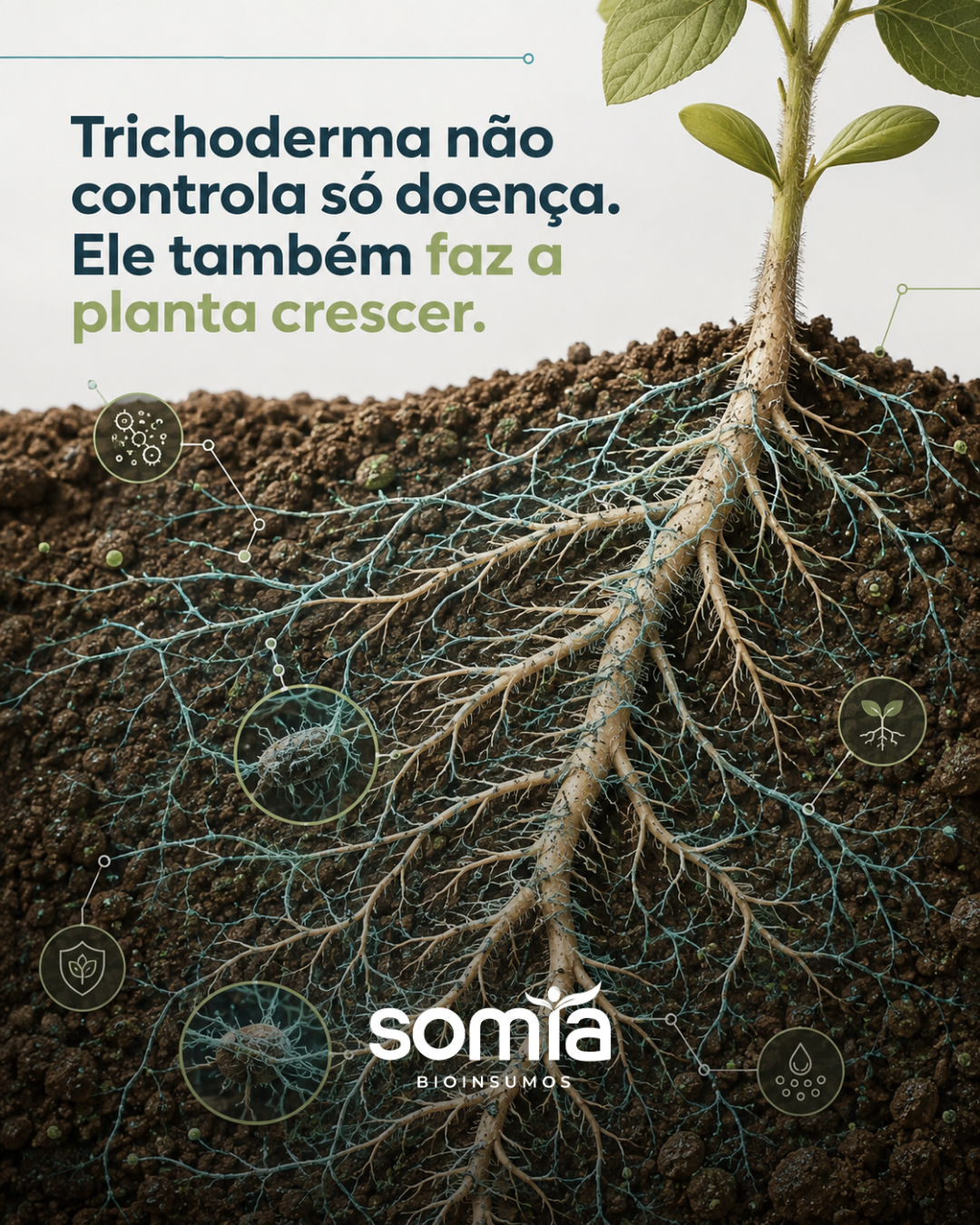 Peça de feed da SOMIA Bioinsumos